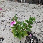 Catharanthus roseusCelota