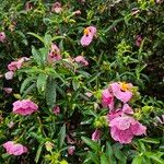 Cistus x purpureus Pokrój