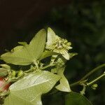 Passiflora obtusifolia