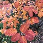 Cotinus coggygria Leaf