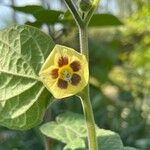 Physalis peruvianaBlodyn