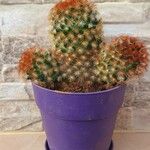 Mammillaria carmenae Hoja