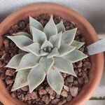 Echeveria cuspidata Ліст