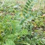 Coronilla viminalis Lapas