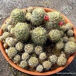 Mammillaria prolifera Листок