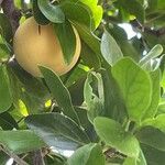 Dovyalis caffra Blatt