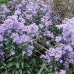 Symphyotrichum laeve Хабит