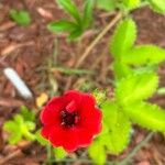 Potentilla atrosanguineaFlower