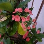 Euphorbia miliiFlower