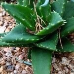 Aloe brevifolia Blatt