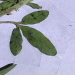 Crotalaria goreensis Blad