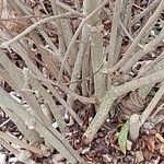 Callicarpa dichotoma Rhisgl