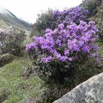 Rhododendron nivale Habit