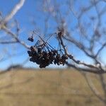 Zanthoxylum clava-herculis Fruto