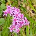 Pericallis aurita 花