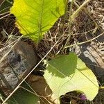 Inula helenium Лист