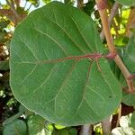 Coccoloba uvifera Blatt