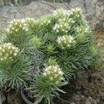 Echium aculeatum Blüte