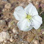 Oenothera albicaulis 花