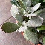 Kalanchoe pumila Hoja