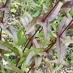 Penstemon digitalis Leaf