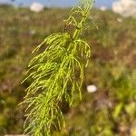 Equisetum sylvaticum Hostoa