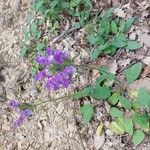 Prunella hastifolia Fula