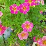 Calibrachoa parviflora (Juss.) D'ArcyFlower