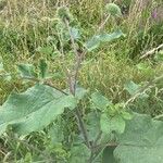 Arctium lappaLapas