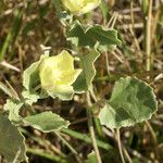Malvella leprosa Flower