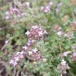 Thymus vulgarisFlors