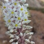 Drimia numidica Flower