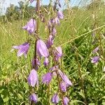 Campanula rapunculoides Blüte