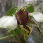 Dendrobium eximium Цвят