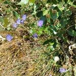Jasione maritima Hábito