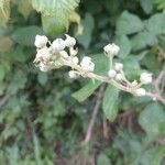 Rubus discolor Fruct