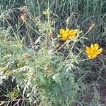 Cosmos sulphureus Hábito