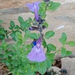 Salvia microphylla 葉