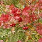 Viburnum opulusSonstige