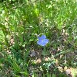 Linum perenneപുഷ്പം