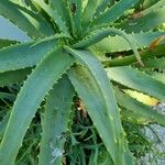 Aloe arborescens 葉