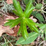 Astrantia majorЛист