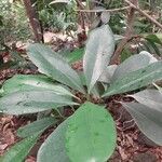 Ficus cyathistipula Leaf