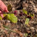 Symphoricarpos orbiculatusPlod