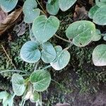 Coccocypselum cordifolium Hoja