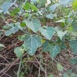 Adenia cissampeloides Leaf