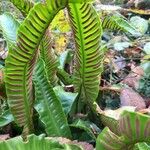 Asplenium scolopendrium পাতা