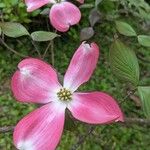Cornus florida Floare