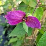 Dalechampia aristolochiifolia Flower