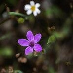 Erodium malacoides花